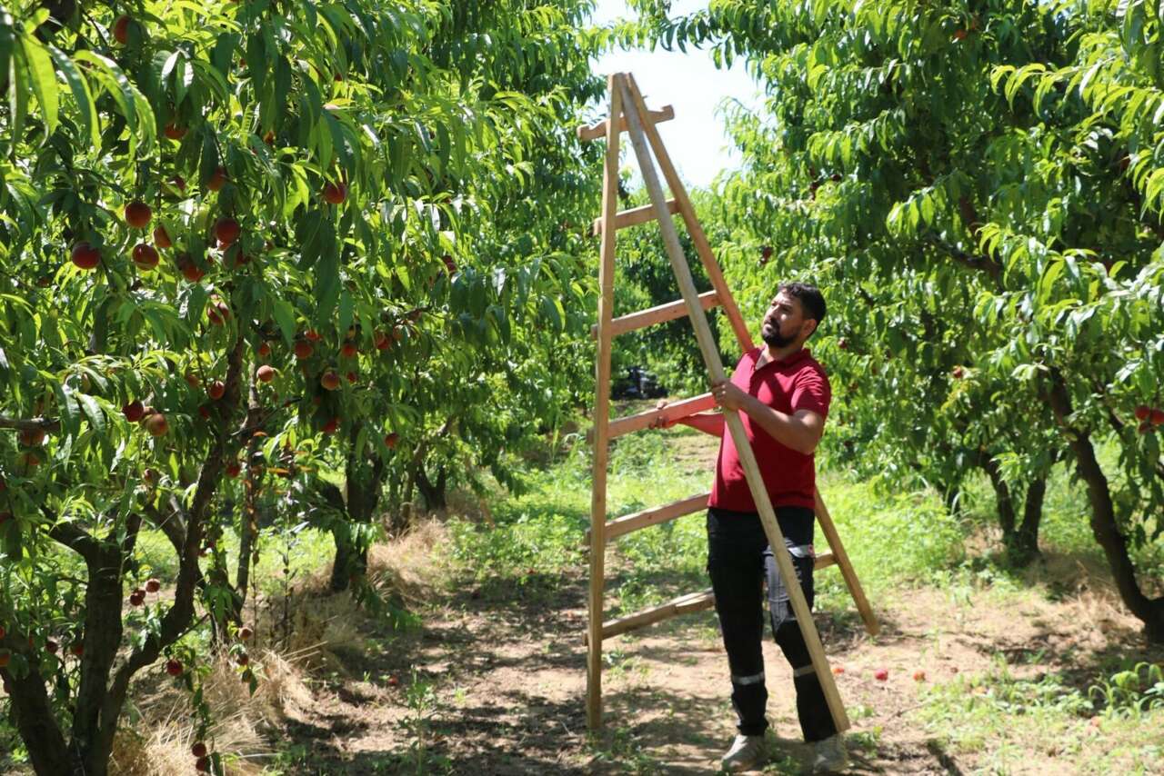 Üreticisi bu yıl bayram yapıyor! Bir ağaçta 70 kilo şeftali var 3